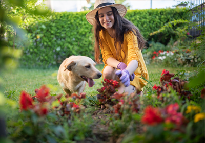 The top 12 most poisonous plants for pets