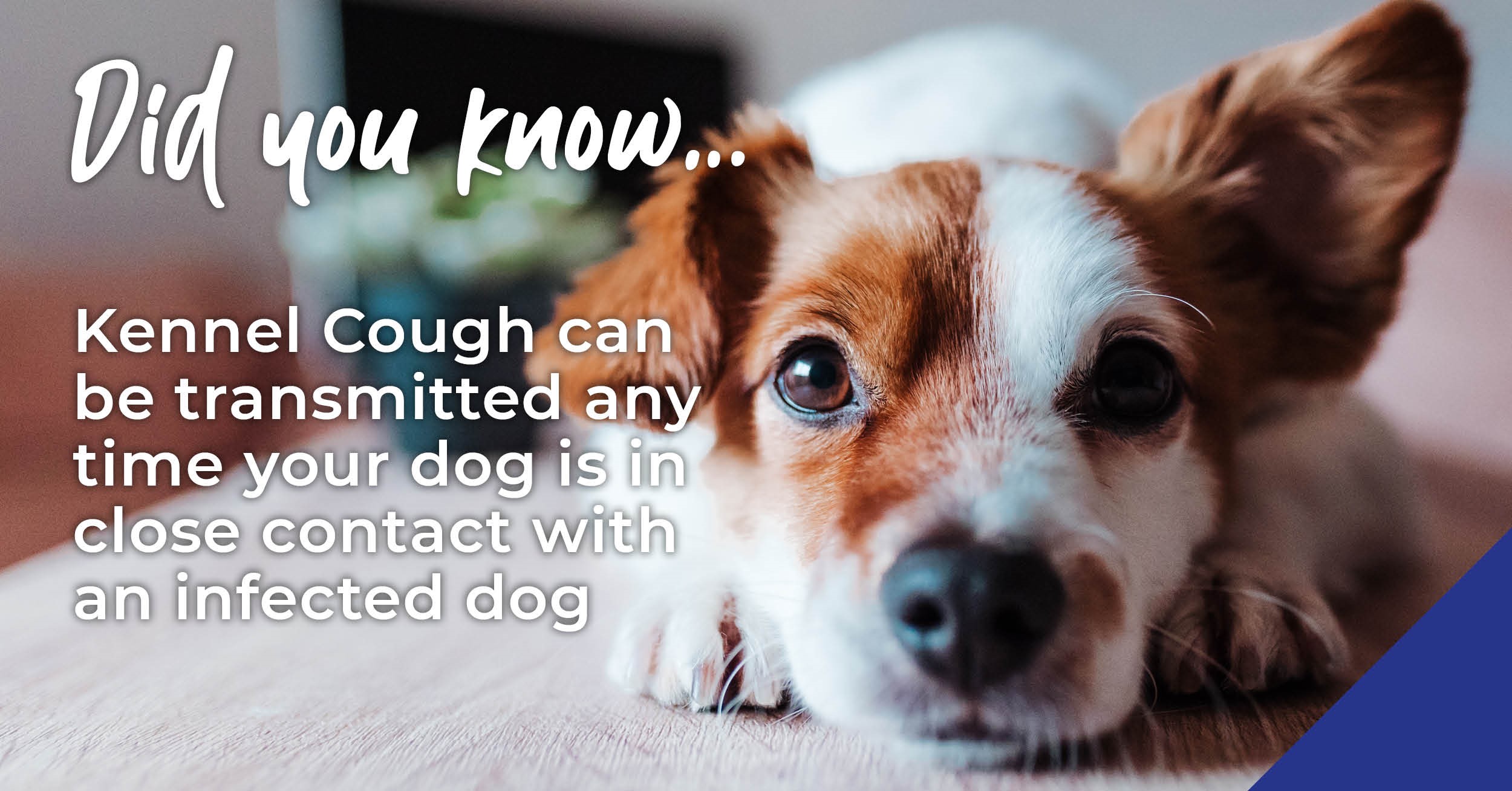 Protect your dog against kennel cough