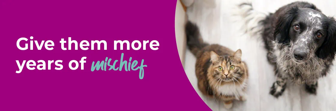 Senior Pets