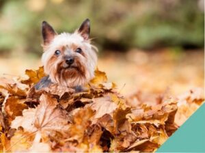 Keeping your pet safe this autumn