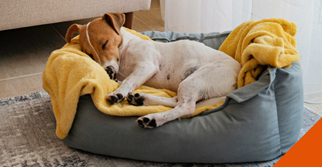 Top tips for keeping your pet warm throughout the winter months