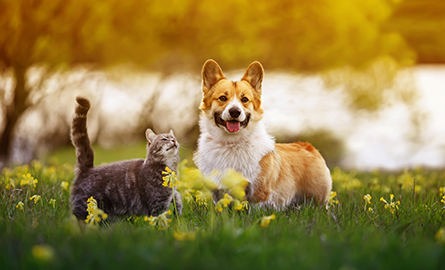 Common allergies in pets (what to look out for)