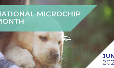 The importance of microchipping your pet