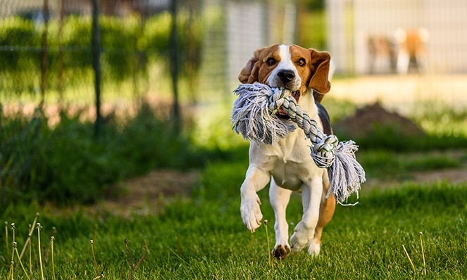 exercising dogs with diabetes