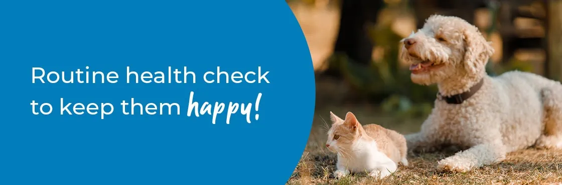 Pet Health Check in Exeter | Preventative Vet Care | City Vets