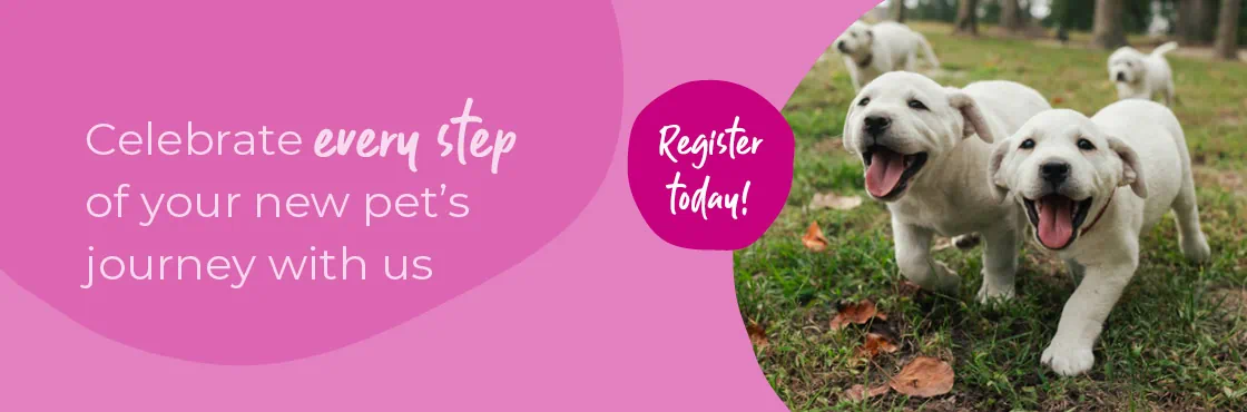 Start of Life for Your Puppy or Kitten