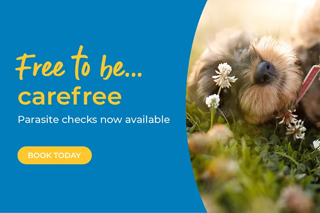 flea and worm treatment?